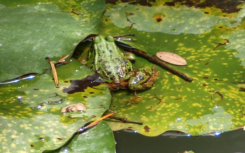 Pelophylax